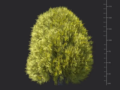 Lush Green Shrub with Dense Foliage for Garden Landscape Design and Measured Height Scale 3d model