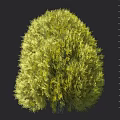 Lush Green Shrub with Dense Foliage for Garden Landscape Design and Measured Height Scale