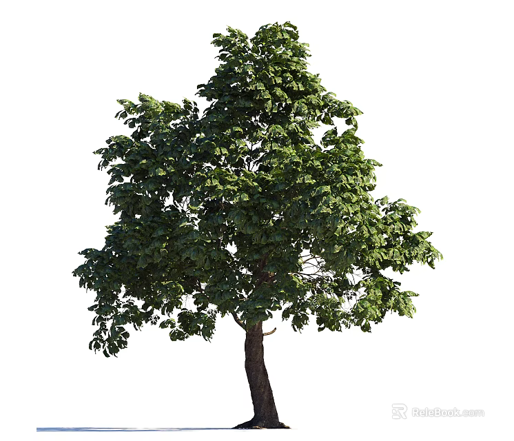 Tall Arbor with Lush Green Foliage and Brown Trunk in Natural Setting 3d model 