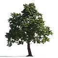 Tall Arbor with Lush Green Foliage and Brown Trunk in Natural Setting