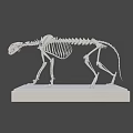 Detailed Feline Skeleton With Complete Bone Structure On Black Display Base