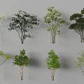 Various Arbor Species With Green Foliage And Different Growth Forms 3d model