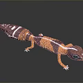 Detailed Reptile Gecko With Striped Orange Brown Body White Spots Black Eyes Against Gray Background
