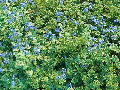 Lush Shrubs With Vibrant Blue Flowers And Green Leaves In Garden Landscape 3d model