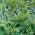 Lush Shrubs With Vibrant Blue Flowers And Green Leaves In Garden Landscape