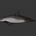 3D Rendered Gray And White Dolphin Aquatic Animal With Realistic Swimming Pose