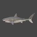 Realistic 3D Shark Model With Sharp Teeth And Detailed Gray Body 3d model