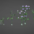 Stages Of Plant Growth Showing Seed Seedling Green Stems Leaves And Purple Flowers