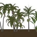 Tall Green Palm Trees Growing On Sandy Ground With White Background 3d model