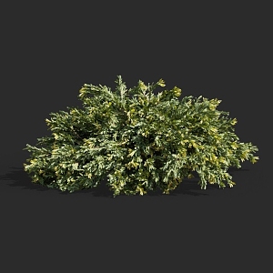 cypress juniper pine cypress hedgerow pruning tree landscaping ornamental garden tree 3d model