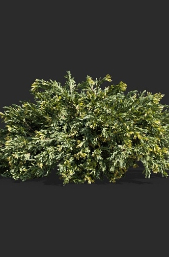 cypress juniper pine cypress hedgerow pruning tree landscaping ornamental garden tree 3d model