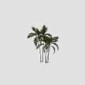 Lush Palm Trees With Green Fronds And Slender Trunks For Tropical Landscaping