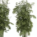 Lush Bamboo Bonsai Plant with Tall Stems and Green Leaves in Textured Pots