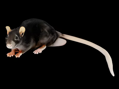 Black Reptile With Beige Ears And Long Tail On Dark Background 3d model