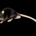 Black Reptile With Beige Ears And Long Tail On Dark Background