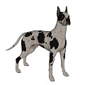 Pet dog 3d model