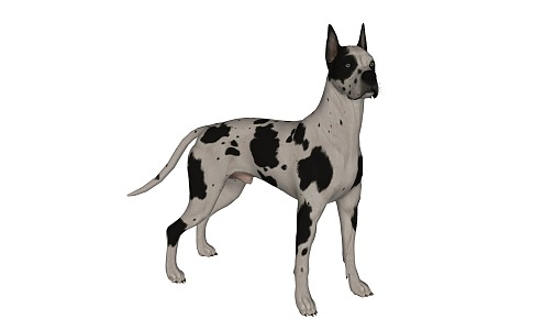 Pet dog 3d model