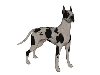 Pet dog 3d model