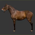 Brown Horse Standing With Open Mouth On Gray Background In Lifelike Pose