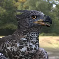 Majestic Eagle Flying with Spread Wings and Sharp Talons in Natural Habitat