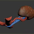 3D Rendered Human Kidney with Connected Blood Vessels Anatomical Structure