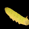 Detailed View of Yellow Caterpillar with Green Spots on Black Background
