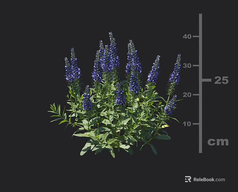Purple Flowering Plant With Green Leaves And 25 Cm Height Measurement 3d model 