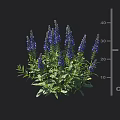 Purple Flowering Plant With Green Leaves And 25 Cm Height Measurement