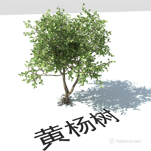Qingyang Tree with Lush Green Foliage and Trunk Shadow on Ground 3d model