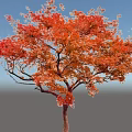 Autumn Deciduous Arbor Featuring Vibrant Red Orange Leaves and Lush Crown