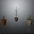 Three Green Potted Plants With Slender Leaves In Colorful Pots For Indoor Decor