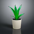 Green Aloe Vera Plant in White Ceramic Pot for Indoor Home Decoration