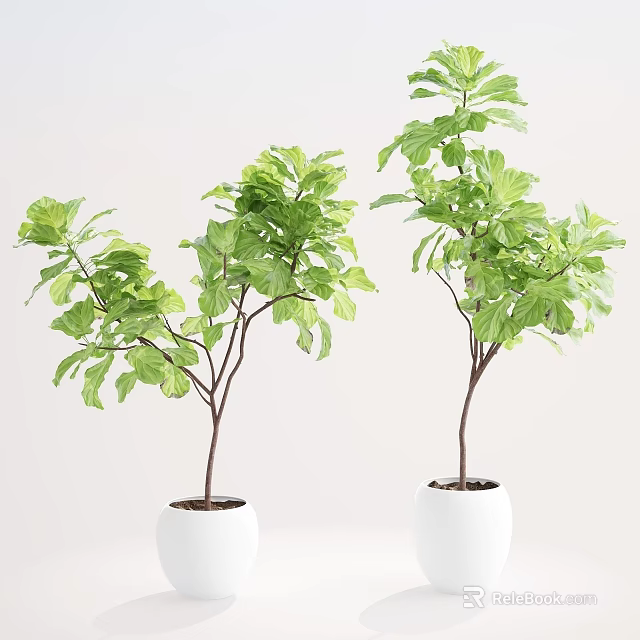 Green Leaf Potted Plants With Brown Trunks In White Pots For Interior Decor 3d model
