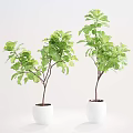 Green Leaf Potted Plants With Brown Trunks In White Pots For Interior Decor 3d model