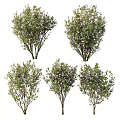 Beautiful Flowering Bushes With Purple Blooms And Lush Green Leaves