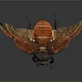 Close Up View Of Red Winged Beetle With Black Body On Dark Background