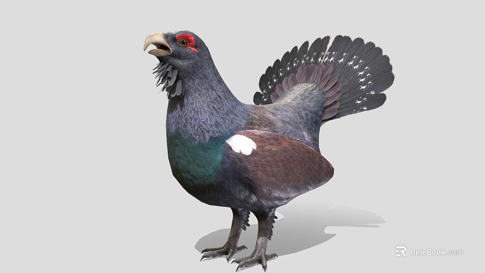 Grouse Bird With Dark Feathers Red Eye Green Chest And White Spots On Tail 3d model 