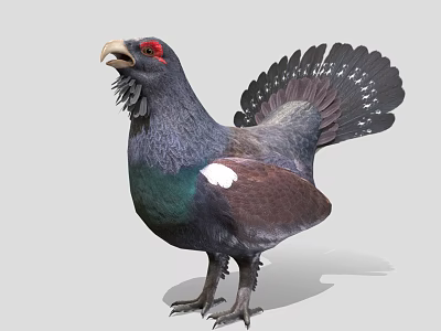 Modern pigeons 3d model