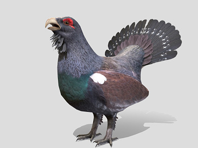 Modern pigeons model