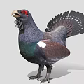 Grouse Bird With Dark Feathers Red Eye Green Chest And White Spots On Tail