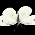 White Butterfly with White Wings Featuring Black Edges and Spots against Black Background