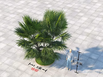 Tall Palm Tree in Outdoor Paved Area with 5 Meters Height and 3 Meters Width 3d model