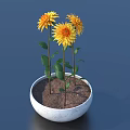 Decorative Potted Plant With Three Yellow Flowers Green Leaves And Brown Soil In White Pot