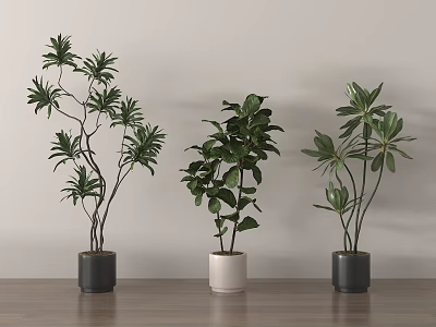 Three Bonsai Potted Plants With Green Leaves In Gray White Pots On Wooden Table 3d model