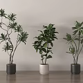 Three Bonsai Potted Plants With Green Leaves In Gray White Pots On Wooden Table
