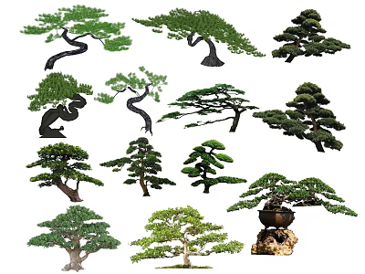 Various Types of Arbor Trees with Curved Branches Lush Foliage and Bonsai Styles 3d model