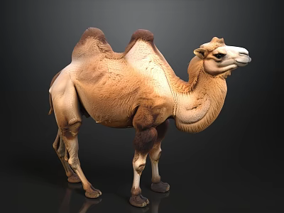 Realistic Two Humped Camel Standing In Dark Studio Setting 3d model