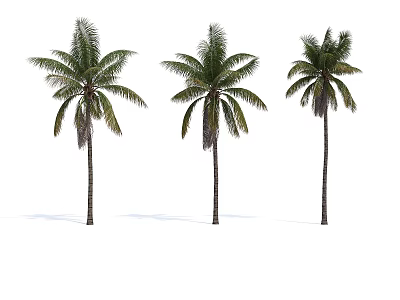 Three Tall Palm Trees With Green Fronds And Straight Trunks 3d model