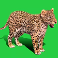Standing Leopard With Open Mouth And Spotted Fur On Green Background