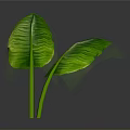 Fresh Green Herb Leaves as Natural Food Ingredient for Healthy Dishes